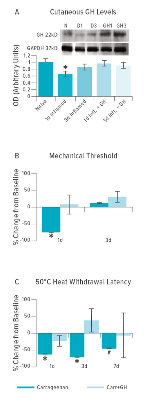 Cutaneous growth hormone (GH) levels are reduced one day after inflammation of the skin in neonatal mice (A). This can be blocked by supplementing inflamed mice with GH. Charts B and C depict results of mechanical and thermal stimulation after mice were injected with P14 carrageenan to induce skin hypersensitivity. In mice treated with GH (light blue bars), peripheral hypersensitivity induced by inflammation is blocked. (*) indicates significant differences compared to naïve or baseline. (*) indicates differences compared to baseline but not time matched GH treated groups.